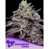 SMASHBERRY FUMEZ · Anesia Seeds · kenevir tohum · Fem