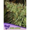 SOUR APPLE · Anesia Seeds · sementes de maconha · Fem