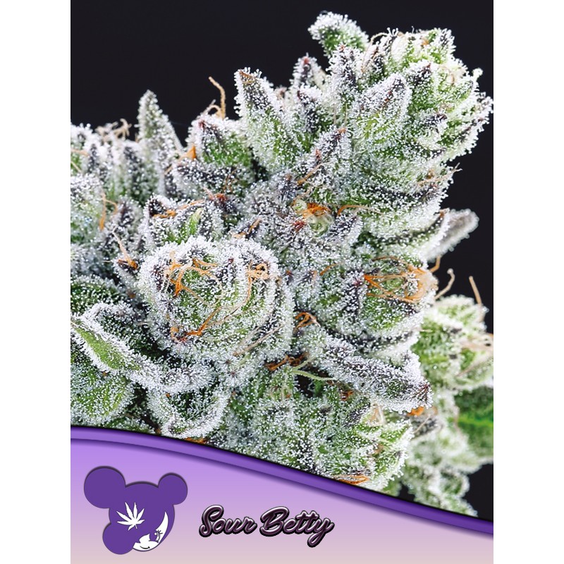 SOUR BETTY · Anesia Seeds · sementes de maconha · Fem