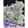 SOUR BETTY · Anesia Seeds · kenevir tohum · Fem