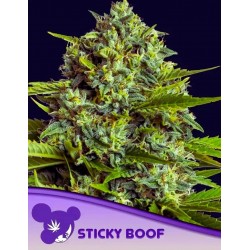 STICKY BOOF · Anesia Seeds · cannabis samen · Fem