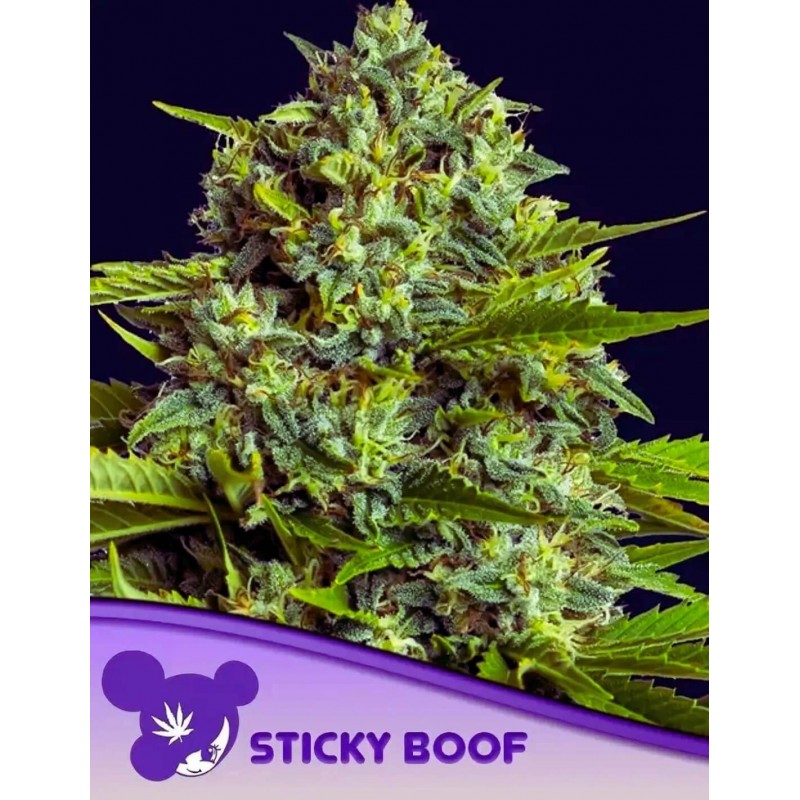STICKY BOOF · Anesia Seeds · cannabis seeds · Fem