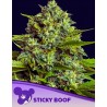 STICKY BOOF · Anesia Seeds · graines de cannabis  · Fem