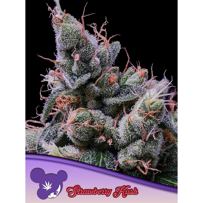 STRAWBERRY KUSH · Anesia Seeds · kenevir tohum · Fem