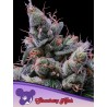 STRAWBERRY KUSH · Anesia Seeds · graines de cannabis  · Fem