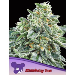 STRAWBERRY TREE · Anesia Seeds · sementes de maconha · Fem