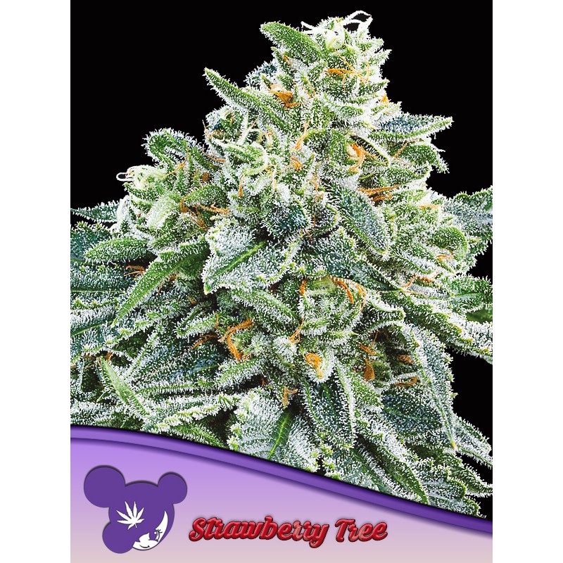 STRAWBERRY TREE · Anesia Seeds · graines de cannabis  · Fem
