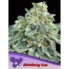 STRAWBERRY TREE · Anesia Seeds · sementes de maconha · Fem