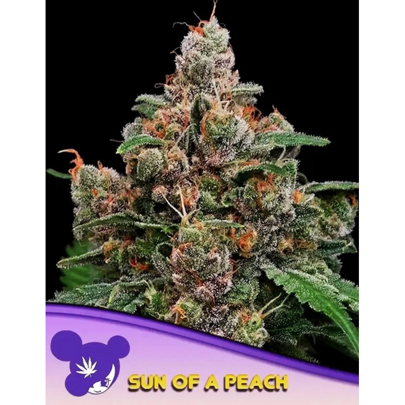 SUN OF A PEACH · Anesia Seeds · kenevir tohum · Fem