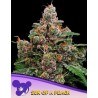 SUN OF A PEACH · Anesia Seeds · graines de cannabis  · Fem