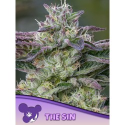 THE SIN  · Anesia Seeds · graines de cannabis  · Fem