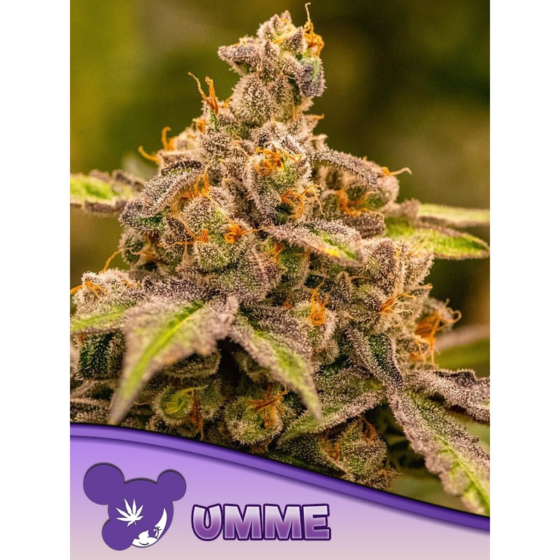 UMME· Anesia Seeds · cannabis samen · Fem