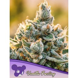 VANILLA FROSTING · Anesia Seeds · cannabis seeds · Fem