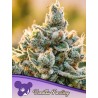 VANILLA FROSTING · Anesia Seeds · kenevir tohum · Fem
