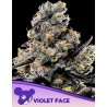 VIOLET FACE · Anesia Seeds · cannabis samen · Fem