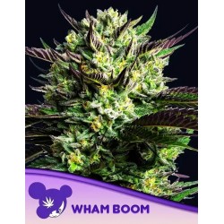 WHAM BOOM · Anesia Seeds · sementes de maconha · Fem