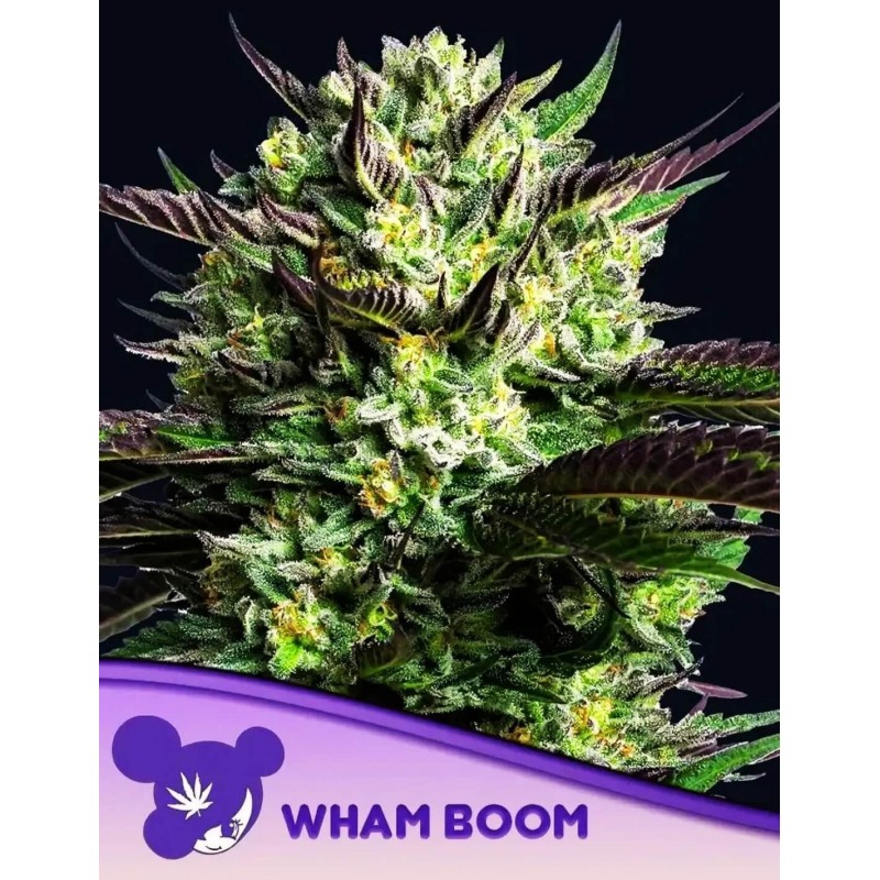 WHAM BOOM · Anesia Seeds · cannabis samen · Fem