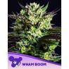 WHAM BOOM  · Anesia Seeds · graines de cannabis  · Fem