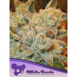 WHITE RUNTZ · Anesia Seeds · sementes de maconha · Fem