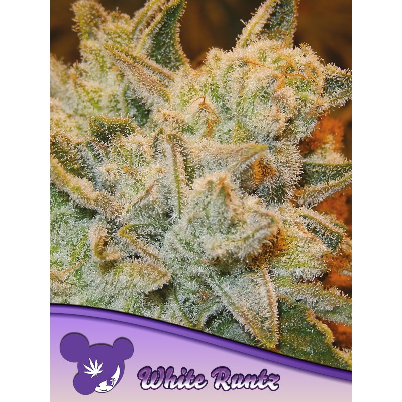 WHITE RUNTZ · Anesia Seeds · graines de cannabis  · Fem