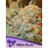 WHITE RUNTZ · Anesia Seeds · graines de cannabis  · Fem