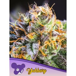 YUHBARY · Anesia Seeds · sementes de maconha · Fem