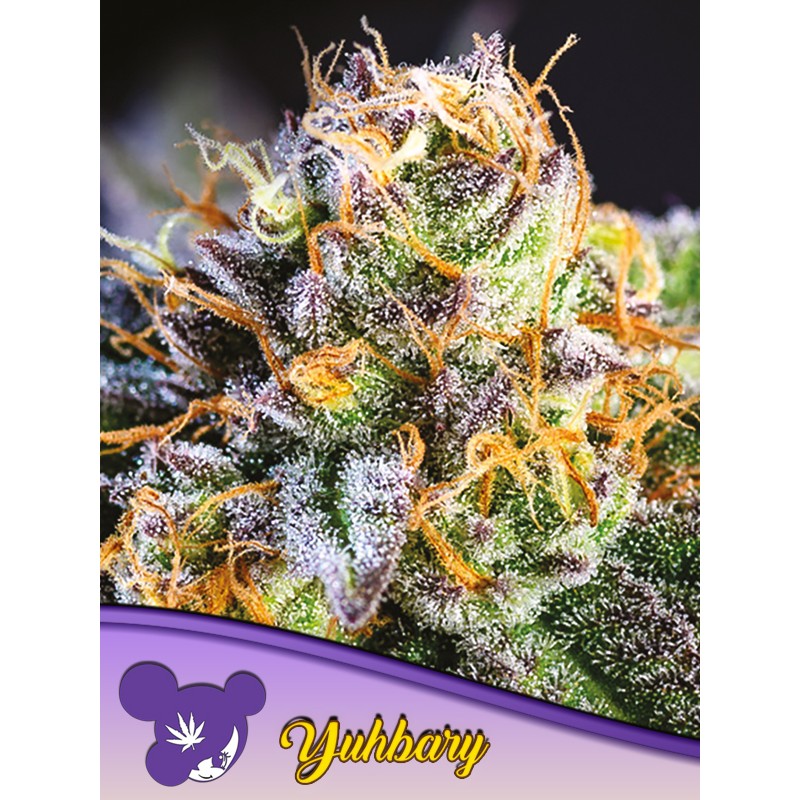 YUHBARY · Anesia Seeds · cannabis samen · Fem