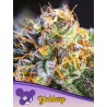 YUHBARY · Anesia Seeds · cannabis samen · Fem