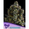 ZOOMIEZ · Anesia Seeds · cannabis seeds · Fem