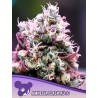 AMNESIA FLASH AUTO · Anesia Seeds · cannabis seeds · Auto Fem