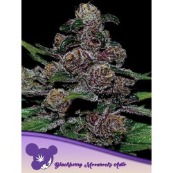 AUTO BLACKBERRY MOONROCKS · Anesia Seeds · graines de cannabis  · Auto Fem