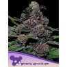AUTO BLACKBERRY MOONROCKS · Anesia Seeds · graines de cannabis  · Auto Fem