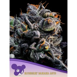 AUTO BLUEBERRY BANANA· Anesia Seeds · cannabis samen · Auto Fem