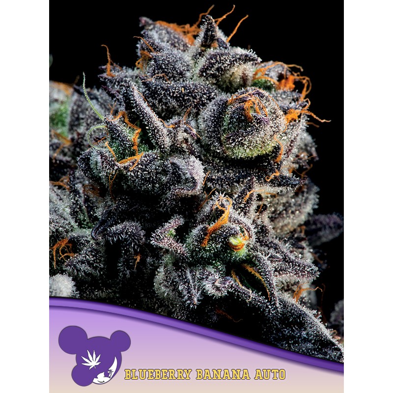 AUTO BLUEBERRY BANANA· Anesia Seeds · graines de cannabis  · Auto Fem