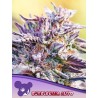 AUTO BUBBLEGUM · Anesia Seeds · cannabis seeds · Auto Fem