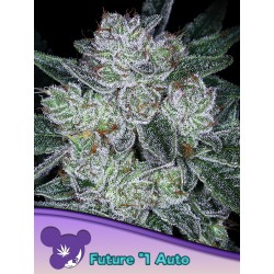 AUTO FUTURE 1· Anesia Seeds · cannabis samen · Auto Fem