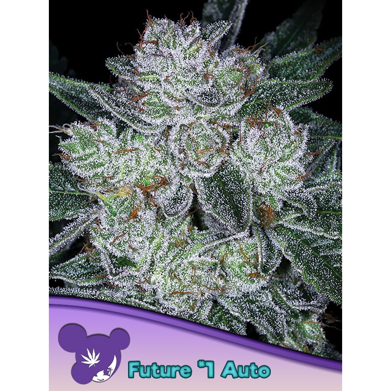 AUTO FUTURE 1· Anesia Seeds · cannabis samen · Auto Fem