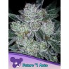 AUTO FUTURE 1 · Anesia Seeds · graines de cannabis  · Auto Fem