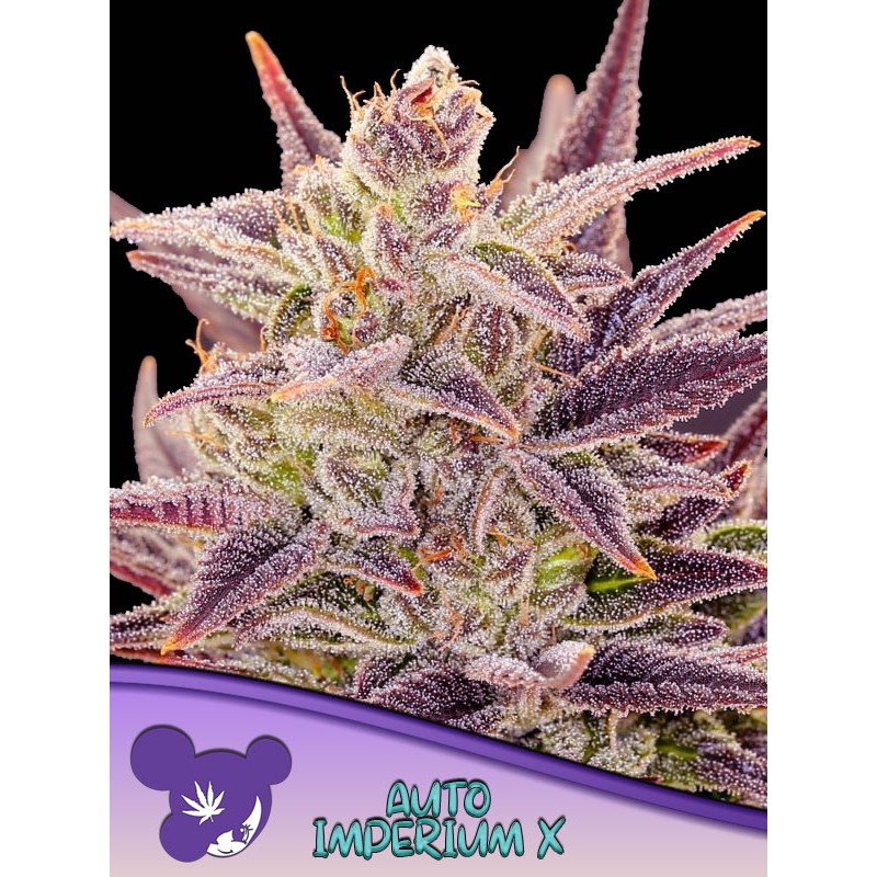 AUTO IMPERIUM X · Anesia Seeds · kenevir tohum · AutoFem