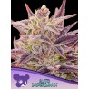 AUTO IMPERIUM X · Anesia Seeds · graines de cannabis  · Auto Fem