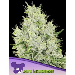 AUTO LEMONGRASS · Anesia Seeds · cannabis seeds · Auto Fem