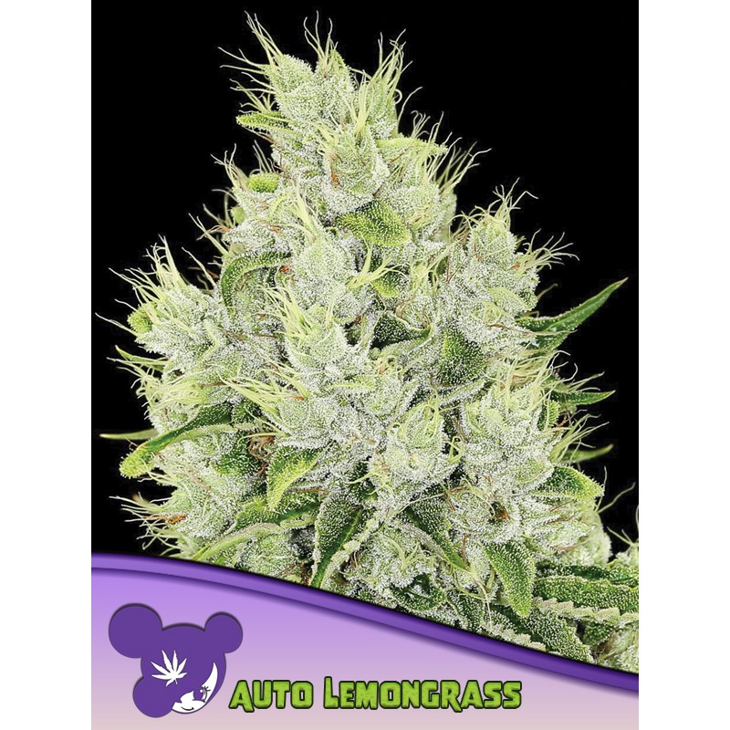 AUTO LEMONGRASS · Anesia Seeds · sementes de maconha · Auto Fem