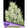 AUTO LEMONGRASS · Anesia Seeds · graines de cannabis  · Auto Fem