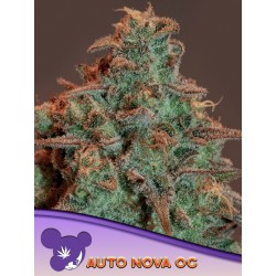 AUTO NOVA OG · Anesia Seeds · graines de cannabis  · Auto Fem