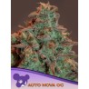 AUTO NOVA OG · Anesia Seeds · graines de cannabis  · Auto Fem