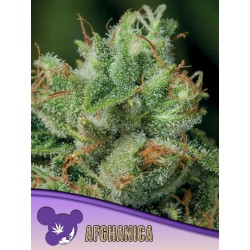 AFGHANICA · Anesia Seeds· graines de cannabis  · Fem