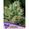 AFGHANICA · Anesia Seeds· graines de cannabis  · Fem
