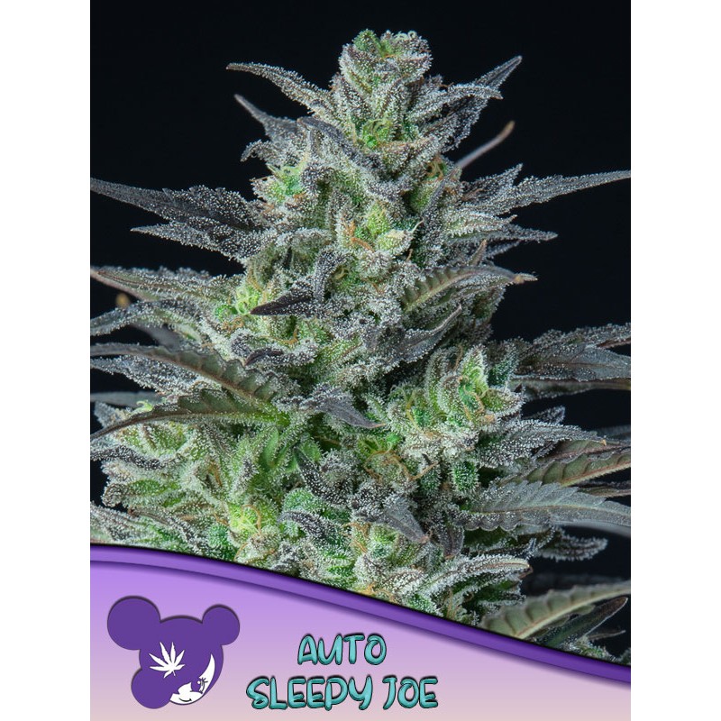 AUTO SLEEPY JOE · Anesia Seeds · cannabis samen · Auto Fem