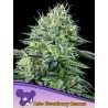AUTO STRAWBERRY BANANA · Anesia Seeds · cannabis samen · Auto Fem