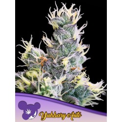 AUTO YUHBARY · Anesia Seeds · graines de cannabis  · Auto Fem